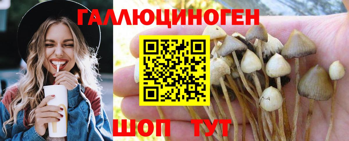 Псилоцибиновые грибы GOLDEN TEACHER Шумерля